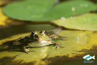 Gr&uuml;nfrosch